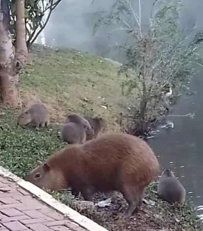 capivara.jpg